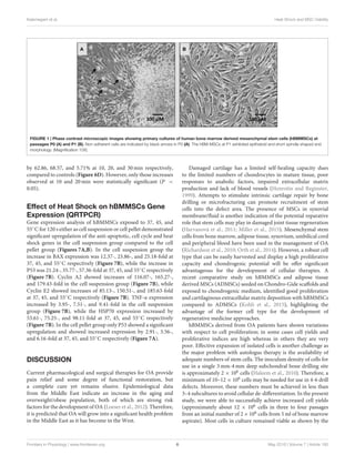 Kalamegam et al. Heat Shock and MSC Viability
FIGURE 1 | Phase contrast microscopic images showing primary cultures of human bone marrow derived mesenchymal stem cells (hBMMSCs) at
passages P0 (A) and P1 (B). Non-adherent cells are indicated by black arrows in P0 (A). The hBM-MSCs at P1 exhibited epitheloid and short spindle shaped and
morphology. (Magniﬁcation 10X).
by 62.86, 68.57, and 5.71% at 10, 20, and 30 min respectively,
compared to controls (Figure 6D). However, only those increases
observed at 10 and 20 min were statistically signiﬁcant (P <
0.05).
Effect of Heat Shock on hBMMSCs Gene
Expression (QRTPCR)
Gene expression analysis of hBMMSCs exposed to 37, 45, and
55◦C for 120 s either as cell suspension or cell pellet demonstrated
signiﬁcant upregulation of the anti-apoptotic, cell cycle and heat
shock genes in the cell suspension group compared to the cell
pellet group (Figures 7A,B). In the cell suspension group the
increase in BAX expression was 12.37-, 23.86-, and 25.18-fold at
37, 45, and 55◦C respectively (Figure 7B), while the increase in
P53 was 21.24-, 35.77-, 57.36-fold at 37, 45, and 55◦C respectively
(Figure 7B). Cyclin A2 showed increases of 116.07-, 165.27-,
and 179.43-fold in the cell suspension group (Figure 7B), while
Cyclin E2 showed increases of 85.13-, 150.51-, and 185.63-fold
at 37, 45, and 55◦C respectively (Figure 7B). TNF-α expression
increased by 3.95-, 7.51-, and 9.41-fold in the cell suspension
group (Figure 7B), while the HSP70 expression increased by
53.61-, 75.25-, and 98.11-fold at 37, 45, and 55◦C respectively
(Figure 7B). In the cell pellet group only P53 showed a signiﬁcant
upregulation and showed increased expression by 2.91-, 3.56-,
and 6.16-fold at 37, 45, and 55◦C respectively (Figure 7A).
DISCUSSION
Current pharmacological and surgical therapies for OA provide
pain relief and some degree of functional restoration, but
a complete cure yet remains elusive. Epidemiological data
from the Middle East indicate an increase in the aging and
overweight/obese population, both of which are strong risk
factors for the development of OA (Loeser et al., 2012). Therefore,
it is predicted that OA will grow into a signiﬁcant health problem
in the Middle East as it has become in the West.
Damaged cartilage has a limited self-healing capacity dues
to the limited numbers of chondrocytes in mature tissue, poor
responses to anabolic factors, impaired extracellular matrix
production and lack of blood vessels (Henrotin and Reginster,
1999). Attempts to stimulate intrinsic cartilage repair by bone
drilling or microfracturing can promote recruitment of stem
cells into the defect area. The presence of MSCs in synovial
membrane/ﬂuid is another indication of the potential reparative
role that stem cells may play in damaged joint tissue regeneration
(Harvanová et al., 2011; Miller et al., 2015). Mesenchymal stem
cells from bone marrow, adipose tissue, synovium, umbilical cord
and peripheral blood have been used in the management of OA
(Richardson et al., 2010; Orth et al., 2014). However, a robust cell
type that can be easily harvested and display a high proliferative
capacity and chondrogenic potential will be oﬀer signiﬁcant
advantageous for the development of cellular therapies. A
recent comparative study on hBMMSCs and adipose tissue
derived MSCs (ADMSCs) seeded on Chondro-Gide scaﬀolds and
exposed to chondrogenic medium, identiﬁed good proliferation
and cartilaginous extracellular matrix deposition with hBMMSCs
compared to ADMSCs (Kohli et al., 2015), highlighting the
advantage of the former cell type for the development of
regenerative medicine approaches.
hBMMSCs derived from OA patients have shown variations
with respect to cell proliferation; in some cases cell yields and
proliferative indices are high whereas in others they are very
poor. Eﬀective expansion of isolated cells is another challenge as
the major problem with autologus therapy is the availability of
adequate numbers of stem cells. The inoculum density of cells for
use in a single 3 mm-4 mm deep subchondral bone drilling site
is approximately 2 × 106 cells (Haleem et al., 2010). Therefore, a
minimum of 10–12 × 106 cells may be needed for use in 4-6 drill
defects. Moreover, these numbers must be achieved in less than
3–4 subcultures to avoid cellular de-diﬀerentiation. In the present
study, we were able to successfully achieve increased cell yields
(approximately about 12 × 106 cells in three to four passages
from an initial number of 2×106 cells from 5 ml of bone marrow
aspirate). Most cells in culture remained viable as shown by the
Frontiers in Physiology | www.frontiersin.org 6 May 2016 | Volume 7 | Article 180
 