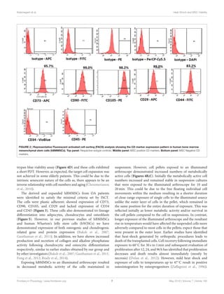 Kalamegam et al. Heat Shock and MSC Viability
FIGURE 2 | Representative Fluorescent activated cell-sorting (FACS) analysis showing the CD marker expression pattern in human bone marrow
mesenchymal stem cells (hBMMSCs). Top panel: Respective isotype controls; Middle panel: MSC positive CD markers; Bottom panel: MSC Negative CD
markers.
trypan blue viability assay (Figure 4D) and these cells exhibited
a short PDT. However, as expected, the target cell expansion was
not achieved in some elderly patients. This could be due to the
intrinsic senescent nature of the cells as, there appears to be an
inverse relationship with cell numbers and aging (Choumerianou
et al., 2010).
The derived and expanded hBMMSCs from OA patients
were identiﬁed to satisfy the minimal criteria set by ISCT.
The cells were plastic adherent; showed expression of CD73,
CD90, CD105, and CD29 and lacked expression of CD34
and CD45 (Figure 3). These cells also demonstrated tri-lineage
diﬀerentiation into adipocytes, chondrocytes and osteoblasts
(Figure 5). However, in our previous studies of hBMMSCs
and human Wharton’s Jelly stem cells (hWJSCs) we have
demonstrated expression of both osteogenic and chondrogenic
related gene and protein expression (Baksh et al., 2007;
Gauthaman et al., 2011). In addition, we have shown increased
production and secretion of collagen and alkaline phosphatase
activity following chondrocytic and osteocytic diﬀerentiation
respectively, similar to earlier studies obtained by our group and
by other investigators (Baksh et al., 2007; Gauthaman et al., 2011;
Fong et al., 2012; Brady et al., 2014).
Exposing hBMMSCs to an illuminated arthroscope resulted
in decreased metabolic activity of the cells maintained in
suspension. However, cell pellets exposed to an illuminated
arthroscope demonstrated increased numbers of metabolically
active cells (Figures 4B,C). Initially the metabolically active cell
numbers increased and remained stable in suspension cultures
that were exposed to the illuminated arthroscope for 10 and
20 min. This could be due to the free ﬂoating individual cell
movements within the medium resulting in a shorter duration
of close range exposure of single cells to the illuminated source
unlike the outer layer of cells in the pellet, which remained in
the same position for the entire duration of exposure. This was
reﬂected initially as lower metabolic activity and/or survival in
the cell pellets compared to the cell in suspensions. In contrast,
longer exposure of the illuminated arthroscope and the resultant
rise in temperature would have aﬀected the suspended cells more
adversely compared to most cells in the pellets, expect those that
were present in the outer layer. Earlier studies have identiﬁed
that heat-shock generated by orthopedic procedures leads to
death of the transplanted cells. Cell recovery following immediate
exposure to 60◦C for 30 s to 1 min and subsequent evaluation of
proliferation after 12, 24, and 96 h has identiﬁed that proliferation
decreases and death results almost immediately (mostly by
necrosis) (Dolan et al., 2012). However, mild heat shock and
exposure of cells to temperatures up to 47◦C result in positive
osteointegration by osteoprogenitors (Zaﬀagnini et al., 1996).
Frontiers in Physiology | www.frontiersin.org 7 May 2016 | Volume 7 | Article 180
 