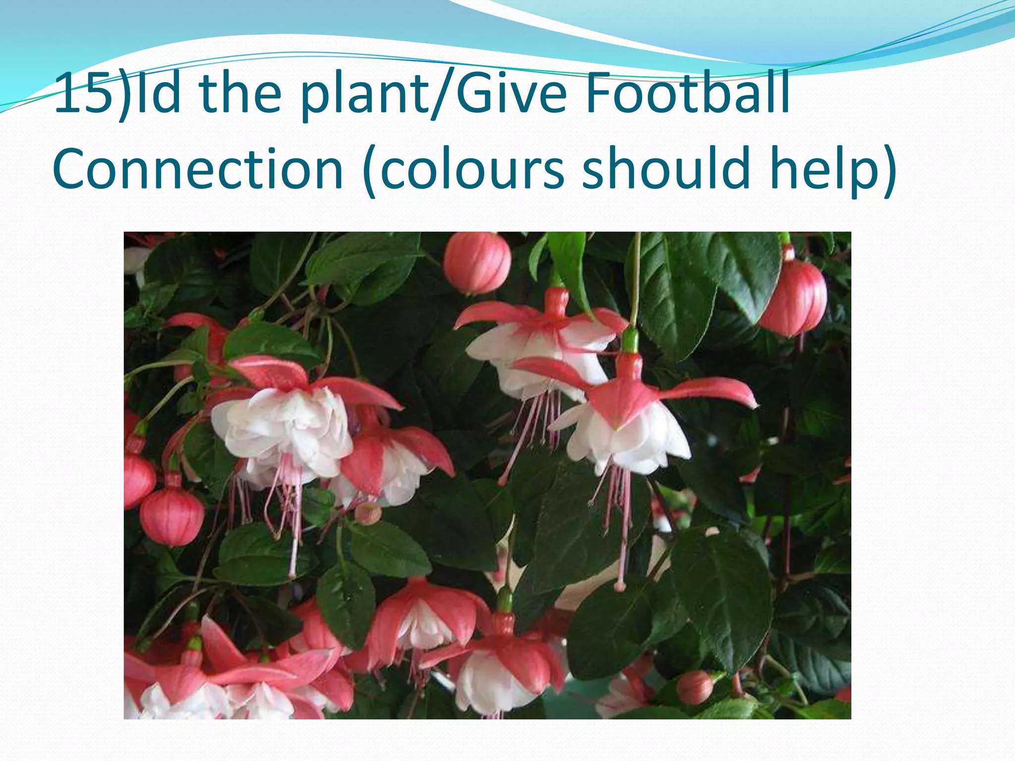 15)Id the plant/Give Football Connection (colours should help)