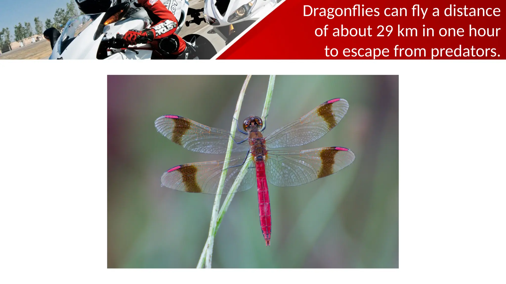 Dragonflies can fly a distance
of about 29 km in one hour
to escape from predators.
 