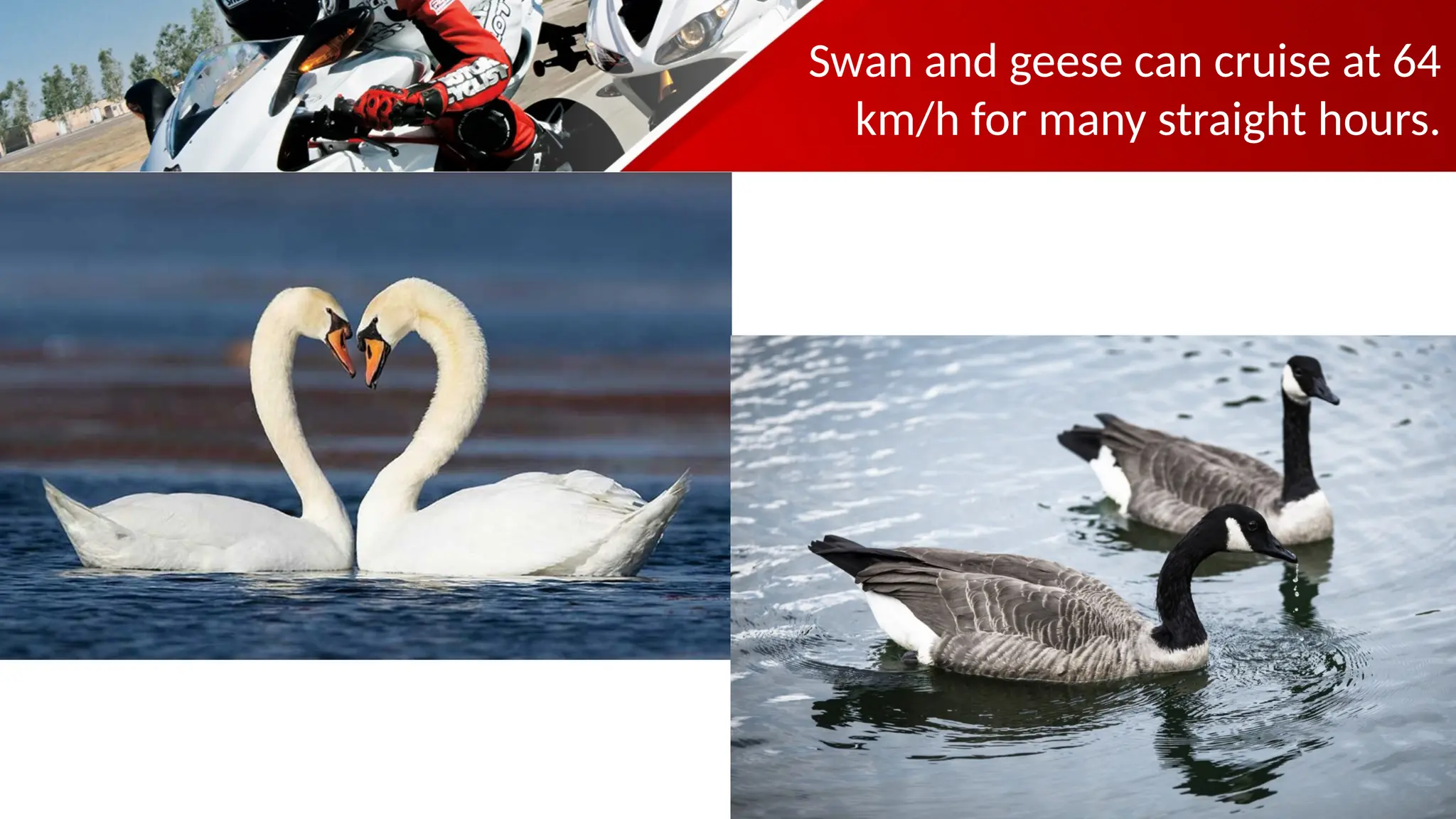 Swan and geese can cruise at 64
km/h for many straight hours.
 