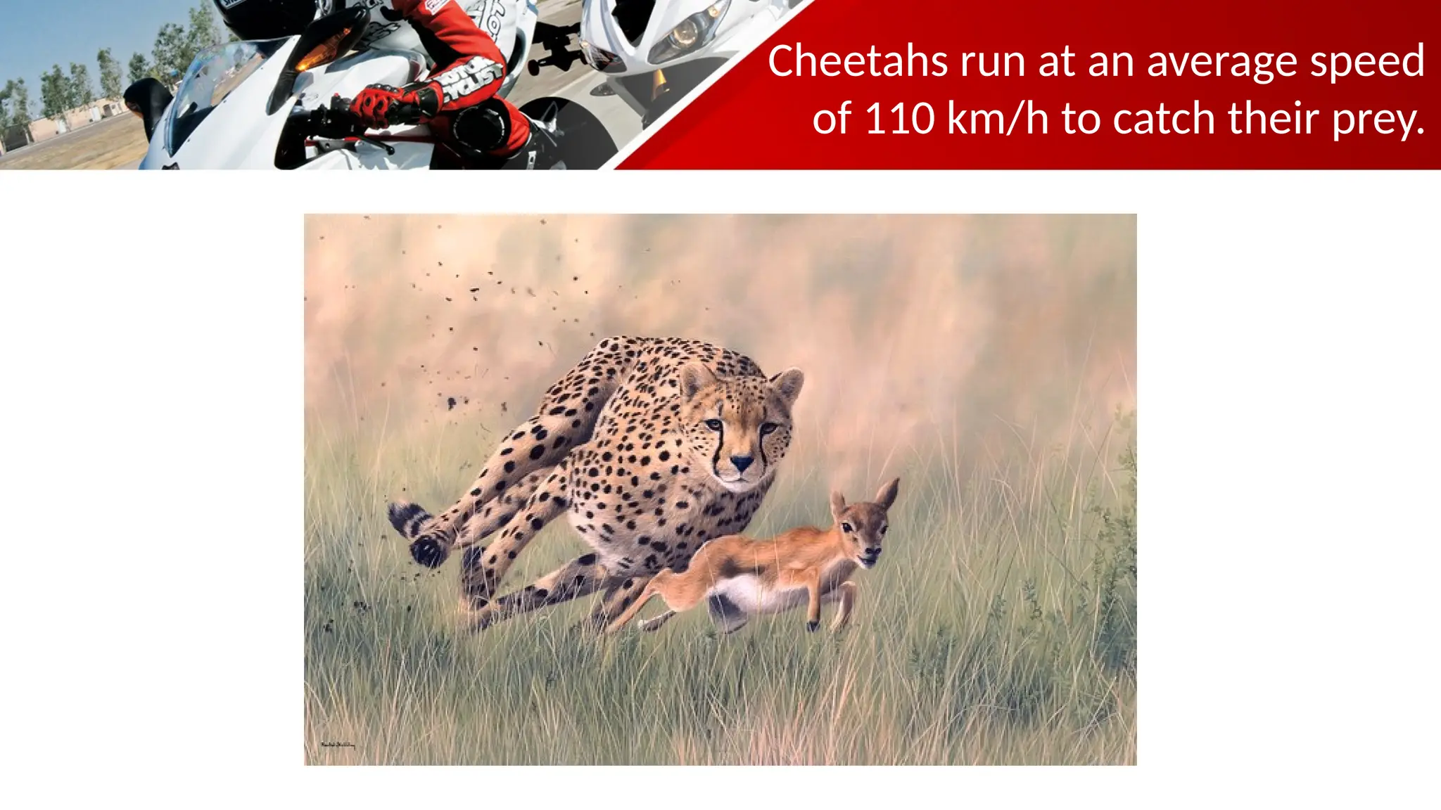 Cheetahs run at an average speed
of 110 km/h to catch their prey.
 