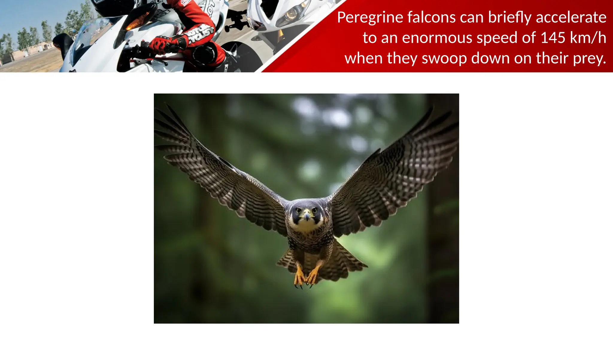 Peregrine falcons can briefly accelerate
to an enormous speed of 145 km/h
when they swoop down on their prey.
 