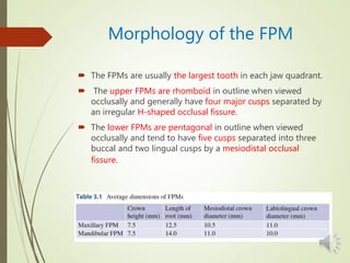 Morphology of the FPM
 The FPMs are usually the largest tooth in each jaw quadrant.
 The upper FPMs are rhomboid in outline when viewed
occlusally and generally have four major cusps separated by
an irregular H-shaped occlusal fissure.
 The lower FPMs are pentagonal in outline when viewed
occlusally and tend to have five cusps separated into three
buccal and two lingual cusps by a mesiodistal occlusal
fissure.
 