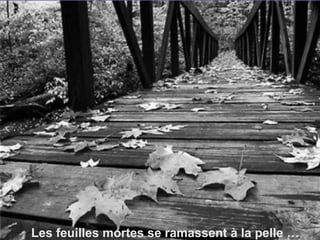 Les feuilles mortes se ramassent à la pelle … 