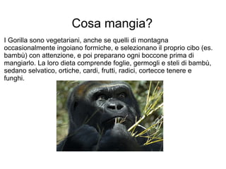 Cosa mangia? I Gorilla sono vegetariani, anche se quelli di montagna occasionalmente ingoiano formiche, e selezionano il proprio cibo (es. bambù) con attenzione, e poi preparano ogni boccone prima di mangiarlo. La loro dieta comprende foglie, germogli e steli di bambù, sedano selvatico, ortiche, cardi, frutti, radici, cortecce tenere e funghi.  