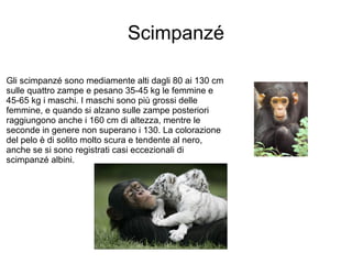 Scimpanzé Gli scimpanzé sono mediamente alti dagli 80 ai 130 cm sulle quattro zampe e pesano 35-45 kg le femmine e 45-65 kg i maschi. I maschi sono più grossi delle femmine, e quando si alzano sulle zampe posteriori raggiungono anche i 160 cm di altezza, mentre le seconde in genere non superano i 130. La colorazione del pelo è di solito molto scura e tendente al nero, anche se si sono registrati casi eccezionali di scimpanzé albini. 
