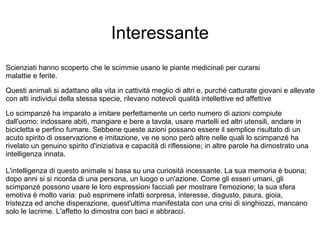 Interessante Scienziati hanno scoperto che le scimmie usano le piante medicinali per curarsi malattie e ferite.  Questi animali si adattano alla vita in cattività meglio di altri e, purché catturate giovani e allevate con alti individui della stessa specie, rilevano notevoli qualità intellettive ed affettive Lo scimpanzé ha imparato a imitare perfettamente un certo numero di azioni compiute dall'uomo: indossare abiti, mangiare e bere a tavola, usare martelli ed altri utensili, andare in bicicletta e perfino fumare. Sebbene queste azioni possano essere il semplice risultato di un acuto spirito di osservazione e imitazione, ve ne sono però altre nelle quali lo scimpanzé ha rivelato un genuino spirito d'iniziativa e capacità di riflessione; in altre parole ha dimostrato una intelligenza innata. L'intelligenza di questo animale si basa su una curiosità incessante. La sua memoria è buona; dopo anni si si ricorda di una persona, un luogo o un'azione. Come gli esseri umani, gli scimpanzé possono usare le loro espressioni facciali per mostrare l'emozione; la sua sfera emotiva è molto varia: può esprimere infatti sorpresa, interesse, disgusto, paura, gioia, tristezza ed anche disperazione, quest'ultima manifestata con una crisi di singhiozzi, mancano solo le lacrime. L'affetto lo dimostra con baci e abbracci. 