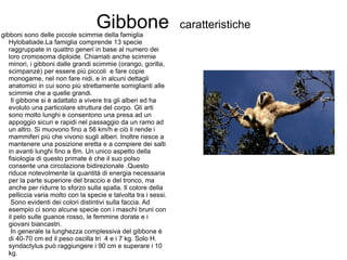Gibbone  caratteristiche I gibboni sono delle piccole scimmie della famiglia Hylobatiade.La famiglia comprende 13 specie raggruppate in quattro generi in base al numero dei loro cromosoma diploide. Chiamati anche scimmie minori, i gibboni dalle grandi scimmie (orango, gorilla, scimpanzé) per essere più piccoli  e fare copie monogame, nel non fare nidi, e in alcuni dettagli anatomici in cui sono più strettamente somiglianti alle scimmie che a quelle grandi.  Il gibbone si è adattato a vivere tra gli alberi ed ha evoluto una particolare struttura del corpo. Gli arti sono molto lunghi e consentono una presa ad un appoggio sicuri e rapidi nel passaggio da un ramo ad un altro. Si muovono fino a 56 km/h e ciò li rende i mammiferi più che vivono sugli alberi. Inoltre riesce a mantenere una posizione eretta e a compiere dei salti in avanti lunghi fino a 8m. Un unico aspetto della fisiologia di questo primate è che il suo polso consente una circolazione bidirezionale .Questo riduce notevolmente la quantità di energia necessaria per la parte superiore del braccio e del tronco, ma anche per ridurre lo sforzo sulla spalla. Il colore della pelliccia varia molto con la specie e talvolta tra i sessi.  Sono evidenti dei colori distintivi sulla faccia. Ad esempio ci sono alcune specie con i maschi bruni con il pelo sulle guance rosso, le femmine dorate e i giovani biancastri.  In generale la lunghezza complessiva del gibbone è di 40-70 cm ed il peso oscilla tri  4 e i 7 kg. Solo H. syndactylus può raggiungere i 90 cm e superare i 10 kg. 