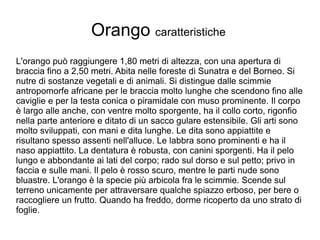 Orango  caratteristiche  L'orango può raggiungere 1,80 metri di altezza, con una apertura di braccia fino a 2,50 metri. Abita nelle foreste di Sunatra e del Borneo. Si nutre di sostanze vegetali e di animali. Si distingue dalle scimmie antropomorfe africane per le braccia molto lunghe che scendono fino alle caviglie e per la testa conica o piramidale con muso prominente. Il corpo è largo alle anche, con ventre molto sporgente, ha il collo corto, rigonfio nella parte anteriore e ditato di un sacco gulare estensibile. Gli arti sono molto sviluppati, con mani e dita lunghe. Le dita sono appiattite e risultano spesso assenti nell'alluce. Le labbra sono prominenti e ha il naso appiattito. La dentatura è robusta, con canini sporgenti. Ha il pelo lungo e abbondante ai lati del corpo; rado sul dorso e sul petto; privo in faccia e sulle mani. Il pelo è rosso scuro, mentre le parti nude sono bluastre. L'orango è la specie più arbicola fra le scimmie. Scende sul terreno unicamente per attraversare qualche spiazzo erboso, per bere o raccogliere un frutto. Quando ha freddo, dorme ricoperto da uno strato di foglie. 