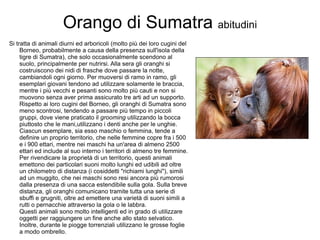 Orango di Sumatra  abitudini Si tratta di animali diurni ed arboricoli (molto più dei loro cugini del Borneo, probabilmente a causa della presenza sull'isola della tigre di Sumatra), che solo occasionalmente scendono al suolo, principalmente per nutrirsi. Alla sera gli oranghi si costruiscono dei nidi di frasche dove passare la notte, cambiandoli ogni giorno. Per muoversi di ramo in ramo, gli esemplari giovani tendono ad utilizzare solamente le braccia, mentre i più vecchi e pesanti sono molto più cauti e non si muovono senza aver prima assicurato tre arti ad un supporto. Rispetto ai loro cugini del Borneo, gli oranghi di Sumatra sono meno scontrosi, tendendo a passare più tempo in piccoli gruppi, dove viene praticato il  grooming  utilizzando la bocca piuttosto che le mani,utilizzano i denti anche per le unghie. Ciascun esemplare, sia esso maschio o femmina, tende a definire un proprio territorio, che nelle femmine copre fra i 500 e i 900 ettari, mentre nei maschi ha un'area di almeno 2500 ettari ed include al suo interno i territori di almeno tre femmine. Per rivendicare la proprietà di un territorio, questi animali emettono dei particolari suoni molto lunghi ed udibili ad oltre un chilometro di distanza (i cosiddetti "richiami lunghi"), simili ad un muggito, che nei maschi sono resi ancora più rumorosi dalla presenza di una sacca estendibile sulla gola. Sulla breve distanza, gli oranghi comunicano tramite tutta una serie di sbuffi e grugniti, oltre ad emettere una varietà di suoni simili a rutti o pernacchie attraverso la gola o le labbra. Questi animali sono molto intelligenti ed in grado di utilizzare oggetti per raggiungere un fine anche allo stato selvatico. Inoltre, durante le piogge torrenziali utilizzano le grosse foglie a modo ombrello. 