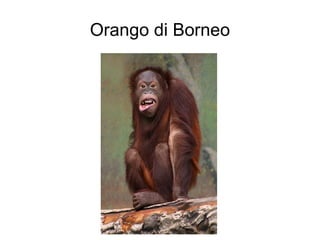 Orango di Borneo 