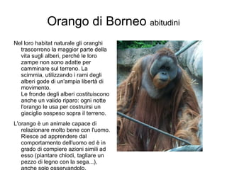 Orango di  Borneo  abitudini Nel loro habitat naturale gli oranghi trascorrono la maggior parte della vita sugli alberi, perché le loro zampe non sono adatte per camminare sul terreno. La scimmia, utilizzando i rami degli alberi gode di un'ampia libertà di movimento. Le fronde degli alberi costituiscono anche un valido riparo: ogni notte l'orango le usa per costruirsi un giaciglio sospeso sopra il terreno. L'orango è un animale capace di relazionare molto bene con l'uomo. Riesce ad apprendere dal comportamento dell'uomo ed è in grado di compiere azioni simili ad esso (piantare chiodi, tagliare un pezzo di legno con la sega...), anche solo osservandolo. 