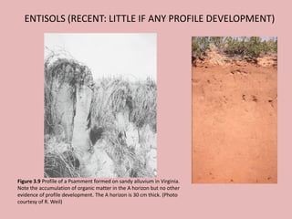 ENTISOLS (RECENT: LITTLE IF ANY PROFILE DEVELOPMENT)
Figure 3.9 Profile of a Psamment formed on sandy alluvium in Virginia.
Note the accumulation of organic matter in the A horizon but no other
evidence of profile development. The A horizon is 30 cm thick. (Photo
courtesy of R. Weil)
 