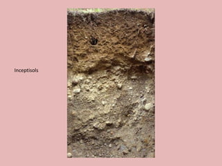 Inceptisols
 