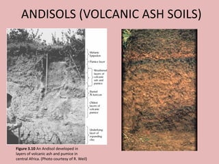 ANDISOLS (VOLCANIC ASH SOILS)
Figure 3.10 An Andisol developed in
layers of volcanic ash and pumice in
central Africa. (Photo courtesy of R. Weil)
 