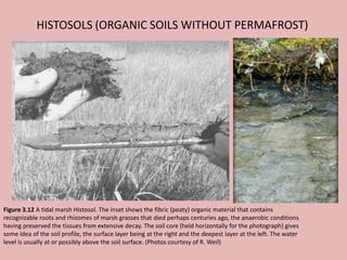HISTOSOLS (ORGANIC SOILS WITHOUT PERMAFROST)
Figure 3.12 A tidal marsh Histosol. The inset shows the fibric (peaty) organic material that contains
recognizable roots and rhizomes of marsh grasses that died perhaps centuries ago, the anaerobic conditions
having preserved the tissues from extensive decay. The soil core (held horizontally for the photograph) gives
some idea of the soil profile, the surface layer being at the right and the deepest layer at the left. The water
level is usually at or possibly above the soil surface. (Photos courtesy of R. Weil)
 