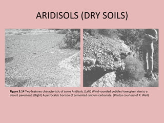 ARIDISOLS (DRY SOILS)
Figure 3.14 Two features characteristic of some Aridisols. (Left) Wind-rounded pebbles have given rise to a
desert pavement. (Right) A petrocalcic horizon of cemented calcium carbonate. (Photos courtesy of R. Weil)
 