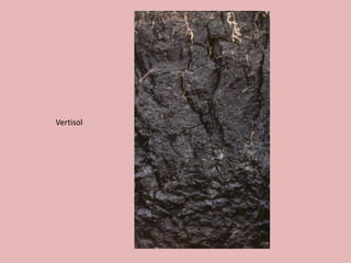 Vertisol
 