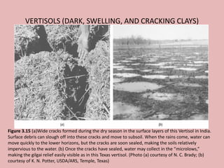 VERTISOLS (DARK, SWELLING, AND CRACKING CLAYS)
Figure 3.15 (a)Wide cracks formed during the dry season in the surface layers of this Vertisol in India.
Surface debris can slough off into these cracks and move to subsoil. When the rains come, water can
move quickly to the lower horizons, but the cracks are soon sealed, making the soils relatively
impervious to the water. (b) Once the cracks have sealed, water may collect in the “microlows,”
making the gilgai relief easily visible as in this Texas vertisol. (Photo (a) courtesy of N. C. Brady; (b)
courtesy of K. N. Potter, USDA/ARS, Temple, Texas)
 