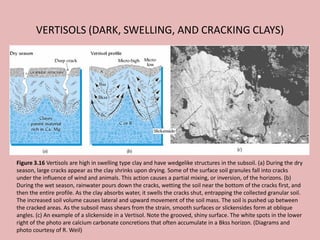 VERTISOLS (DARK, SWELLING, AND CRACKING CLAYS)
Figure 3.16 Vertisols are high in swelling type clay and have wedgelike structures in the subsoil. (a) During the dry
season, large cracks appear as the clay shrinks upon drying. Some of the surface soil granules fall into cracks
under the influence of wind and animals. This action causes a partial mixing, or inversion, of the horizons. (b)
During the wet season, rainwater pours down the cracks, wetting the soil near the bottom of the cracks first, and
then the entire profile. As the clay absorbs water, it swells the cracks shut, entrapping the collected granular soil.
The increased soil volume causes lateral and upward movement of the soil mass. The soil is pushed up between
the cracked areas. As the subsoil mass shears from the strain, smooth surfaces or slickensides form at oblique
angles. (c) An example of a slickenside in a Vertisol. Note the grooved, shiny surface. The white spots in the lower
right of the photo are calcium carbonate concretions that often accumulate in a Bkss horizon. (Diagrams and
photo courtesy of R. Weil)
 