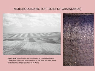MOLLISOLS (DARK, SOFT SOILS OF GRASSLANDS)
Figure 3.18 Typical landscape dominated by Ustolls (Montana).
These productive soils produce much of the food and feed in the
United States. (Photo courtesy of R. Weil)
 