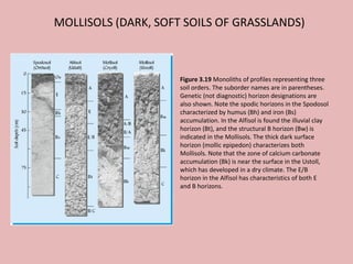 MOLLISOLS (DARK, SOFT SOILS OF GRASSLANDS)
Figure 3.19 Monoliths of profiles representing three
soil orders. The suborder names are in parentheses.
Genetic (not diagnostic) horizon designations are
also shown. Note the spodic horizons in the Spodosol
characterized by humus (Bh) and iron (Bs)
accumulation. In the Alfisol is found the illuvial clay
horizon (Bt), and the structural B horizon (Bw) is
indicated in the Mollisols. The thick dark surface
horizon (mollic epipedon) characterizes both
Mollisols. Note that the zone of calcium carbonate
accumulation (Bk) is near the surface in the Ustoll,
which has developed in a dry climate. The E/B
horizon in the Alfisol has characteristics of both E
and B horizons.
 