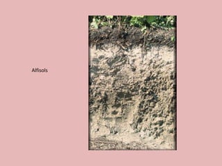 Alfisols
 