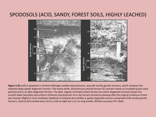 SPODOSOLS (ACID, SANDY, FOREST SOILS, HIGHLY LEACHED)
Figure 3.20 (Left) A Spodosol in northern Michigan exhibits discontinuous, wavy Bh and Bs genetic horizons, which comprise the
relatively deep spodic diagnostic horizon. The nearly white, discontinuous eluvial horizon (E) consists mainly of uncoated quartz sand
particles and is an albic diagnostic horizon. The dark, organic-enriched surface horizon (an ochric diagnostic horizon) shows the
smooth lower boundary and uniform thickness characteristic of an Ap horizon formed by plowing after the original coniferous forest
was cleared. (Right) A much shallower Spodosol in Scotland also exhibits a spodic diagnostic horizon comprised of Bh and Bs genetic
horizons. Scale at left marked every 10 cm, knife at right has a 12 cm long handle. (Photos courtesy of R. Weil)
 