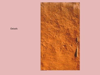 Oxisols
 