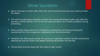 Slime Secretion
 Slime is formed in certain cells of fish skin and the process becomes very active just after
fish death..
 Fish which secrete great quantities of slime have poorly developed scales; very often the
quantity of slime reaches 2-3% of the fish mass and that in turn creates problems during
processing.
 Slime contains large amounts of nitrogenous compounds and these provide good
nourishment for micro-organisms originating from the environment.
 Therefore, the slime spoils quickly: first giving an unpleasant smell to the fish, and second
opening the way for further and deeper bacterial penetration into the fish.
 The secretion process stops with the onset of rigor mortis.
 