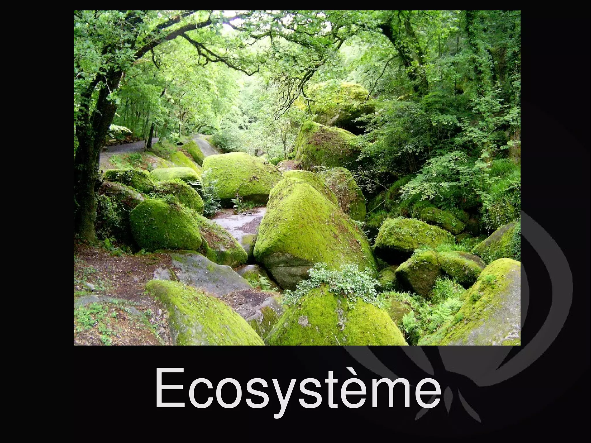 Ecosystème 
