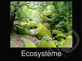 Ecosystème 