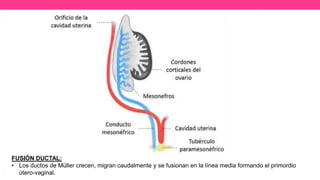 FUSIÓN DUCTAL:
• Los ductos de Müller crecen, migran caudalmente y se fusionan en la línea media formando el primordio
útero-vaginal.
 