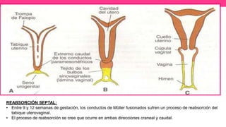 REABSORCIÓN SEPTAL:
• Entre 9 y 12 semanas de gestación, los conductos de Müller fusionados sufren un proceso de reabsorción del
tabique uterovaginal.
• El proceso de reabsorción se cree que ocurre en ambas direcciones craneal y caudal.
 