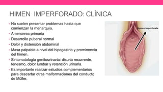 HIMEN IMPERFORADO: CLÍNICA
• No suelen presentar problemas hasta que
comienzan la menarquia.
• Amenorrea primaria
• Desarrollo puberal normal
• Dolor y distensión abdominal
• Masa palpable a nivel del hipogastrio y prominencia
del himen.
• Sintomatología genitourinaria: disuria recurrente,
tenesmo, dolor lumbar y retención urinaria.
• Es importante realizar estudios complementarios
para descartar otras malformaciones del conducto
de Müller.
 