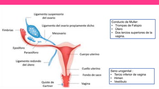 Conducto de Muller:
• Trompas de Falopio
• Útero
• Dos tercios superiores de la
vagina.
Seno urogenital :
• Tercio inferior de vagina
• Himen
• Vestíbulo
 