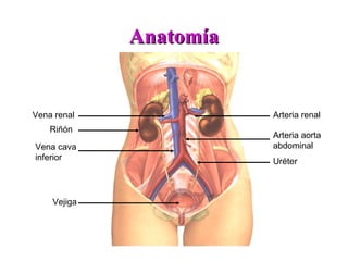 Anatomía


Vena renal              Arteria renal
    Riñón
                        Arteria aorta
Vena cava               abdominal
inferior                Uréter



    Vejiga
 