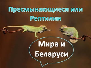 Загадки мира пресмыкающихся: почему они такие интересные?