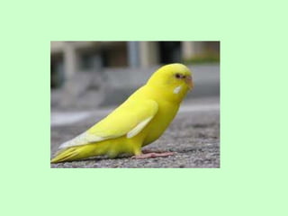 Fr 1 wat oat practice 2