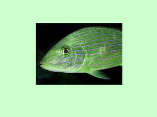 Fr 1 wat oat practice 2