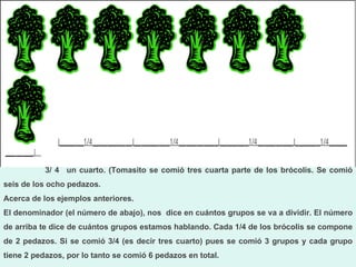                               3/ 4   un cuarto. (Tomasito se comió tres cuarta parte de los brócolis. Se comió seis de los ocho pedazos.  Acerca de los ejemplos anteriores.  El denominador (el número de abajo), nos  dice en cuántos grupos se va a dividir. El número de arriba te dice de cuántos grupos estamos hablando. Cada 1/4 de los brócolis se compone de 2 pedazos. Si se comió 3/4 (es decir tres cuarto) pues se comió 3 grupos y cada grupo tiene 2 pedazos, por lo tanto se comió 6 pedazos en total. 