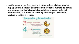 • Los términos de una fraccion son el numerador y el denominador
(fig. 6). Comúnmente se denomina numerador al número de partes
que se toman de la división de la unidad entera o del todo y el
denominador al número de partes iguales en que se divide o
fractura la unidad o el todo.
 