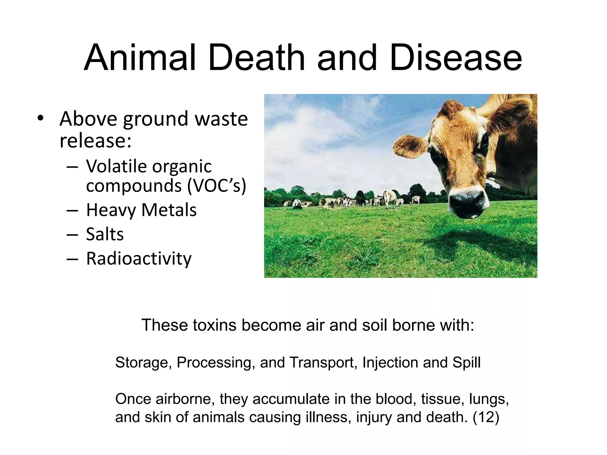 Animal Death and Disease
• Above ground waste
release:
– Volatile organic
compounds (VOC’s)
– Heavy Metals
– Salts
– Radioactivity
These toxins become air and soil borne with:
Storage, Processing, and Transport, Injection and Spill
Once airborne, they accumulate in the blood, tissue, lungs,
and skin of animals causing illness, injury and death. (12)
 