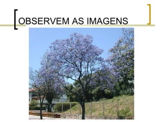 OBSERVEM AS IMAGENS
 