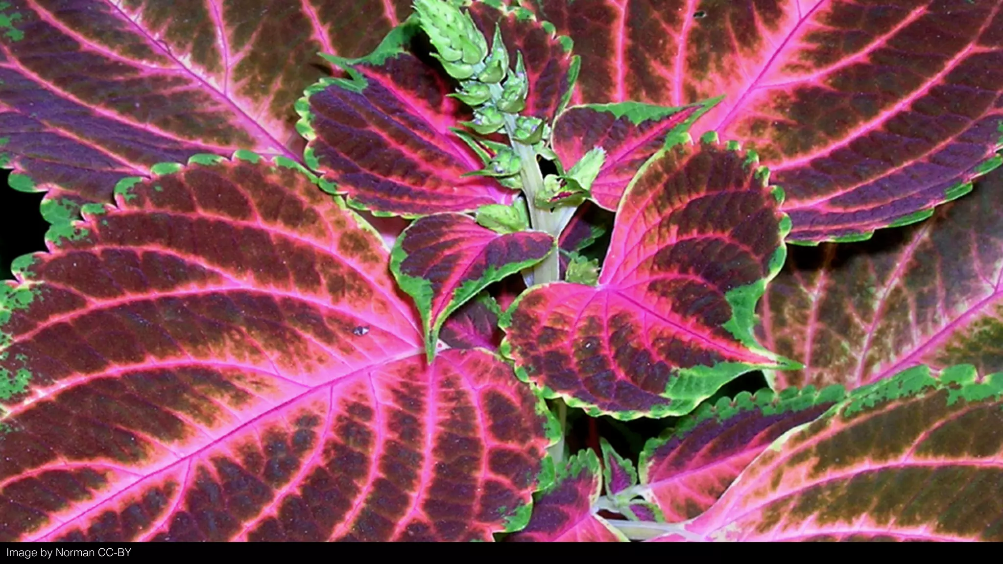 Image by Fernando Matias CC-BY-NC-NDImage by Norman CC-BY
 