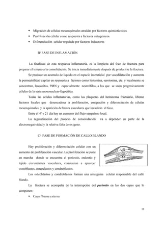 10
Migración de células mesenquimales atraídas por factores quimiotácticos
Proliferación celular como respuesta a factores mitogénicos
Diferenciación celular regulada por factores inductores
B/ FASE DE INFLAMACIÓN
La finalidad de esta respuesta inflamatoria, es la limpieza del foco de fractura para
preparar el terreno a la consolidación. Se inicia inmediatamente después de producirse la fractura.
Se produce un acumulo de liquido en el espacio intersticial por vasodilatación y aumenta
la permeabilidad capilar en respuesta a factores como histamina, serotonina, etc. y localmente se
concentran, leucocitos, PMN y especialmente neutrófilos, a los que se unen progresivamente
células de la serie mononuclear-fagocitica.
Todas las células inflamatorias, como las plaquetas del hematoma fractuario, liberan
factores locales que desencadena la proliferación, emigración y diferenciación de células
mesenquimales y la aparición de brotes vasculares que invadirán el foco.
Entre el 4º y 21 día hay un aumento del flujo sanguíneo local.
La regularización del proceso de consolidación va a depender en parte de la
electronegatividad y la relativa falta de oxigeno.
C/ FASE DE FORMACIÓN DE CALLO BLANDO
Hay proliferación y diferenciación celular con un
aumento de proliferación vascular. La proliferación se pone
en marcha donde se encuentra el periostio, endostio y
tejido circundantes vasculares, comienzan a aparecer
osteoblastos, osteoclastos y condroblastos.
Los osteoblastos y condroblastos forman una amalgama celular responsable del callo
blando.
La fractura se acompaña de la interrupción del periostio en las dos capas que lo
componen:
Capa fibrosa externa
 