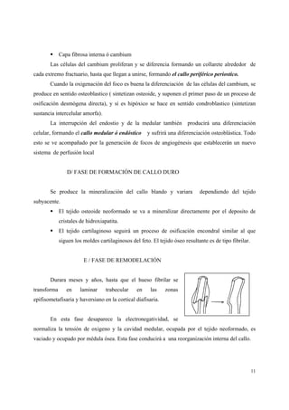 11
Capa fibrosa interna ó cambium
Las células del cambium proliferan y se diferencia formando un collarete alrededor de
cada extremo fractuario, hasta que llegan a unirse, formando el callo periférico periostico.
Cuando la oxigenación del foco es buena la diferenciación de las células del cambium, se
produce en sentido osteoblastico ( sintetizan osteoide, y suponen el primer paso de un proceso de
osificación desmógena directa), y si es hipóxico se hace en sentido condroblastico (sintetizan
sustancia intercelular amorfa).
La interrupción del endostio y de la medular también producirá una diferenciación
celular, formando el callo medular ó endóstico y sufrirá una diferenciación osteoblástica. Todo
esto se ve acompañado por la generación de focos de angiogénesis que establecerán un nuevo
sistema de perfusión local
D/ FASE DE FORMACIÓN DE CALLO DURO
Se produce la mineralización del callo blando y variara dependiendo del tejido
subyacente.
El tejido osteoide neoformado se va a mineralizar directamente por el deposito de
cristales de hidroxiapatita.
El tejido cartilaginoso seguirá un proceso de osificación encondral similar al que
siguen los moldes cartilaginosos del feto. El tejido óseo resultante es de tipo fibrilar.
E / FASE DE REMODELACIÓN
Durara meses y años, hasta que el hueso fibrilar se
transforma en laminar trabecular en las zonas
epifisometafisaria y haversiano en la cortical diafisaria.
En esta fase desaparece la electronegatividad, se
normaliza la tensión de oxigeno y la cavidad medular, ocupada por el tejido neoformado, es
vaciado y ocupado por médula ósea. Esta fase conducirá a una reorganización interna del callo.
 