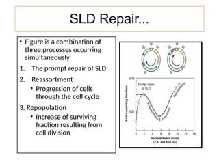 Fractionated Radiation and Dose Rate Effect Dr Syed Aman | PPTX