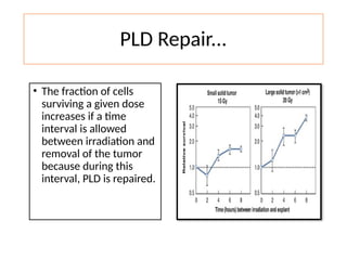 Fractionated Radiation and Dose Rate Effect Dr Syed Aman | PPTX